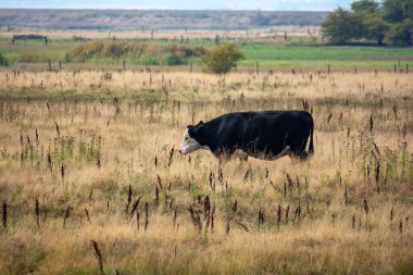 Black cow in a large green  pasture