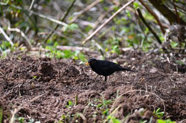 A  blackbird ( Turdus merula ) stands in a meadow in the wild