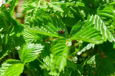A leafhopper ( Cercopidae ) sits on a plant in the green nature