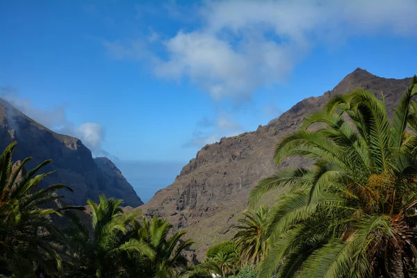 Teno Mountains Palm Trees Masca Canary Island Tenerife Spain Europe — Stockfoto