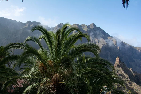Palm Tree Front Ten Mountains Masca Canary Island Tenerife Spain — Stockfoto