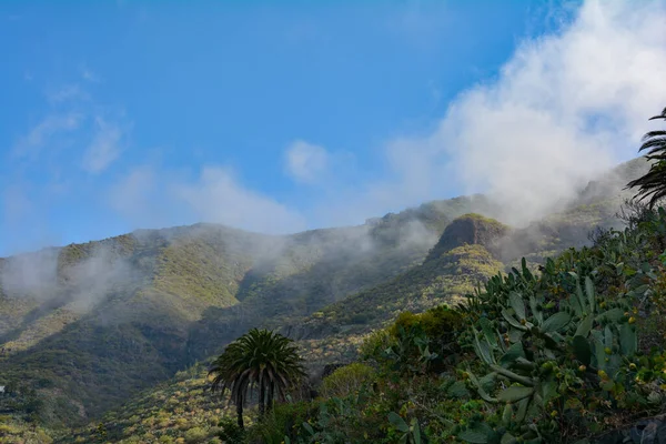 Low Hanging Clouds Mountains Tenerife Spain Palm Trees Cactus — Stockfoto