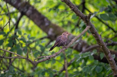 A female blackbird ( Turdus merula ) perches on a branch in a tree in the wild