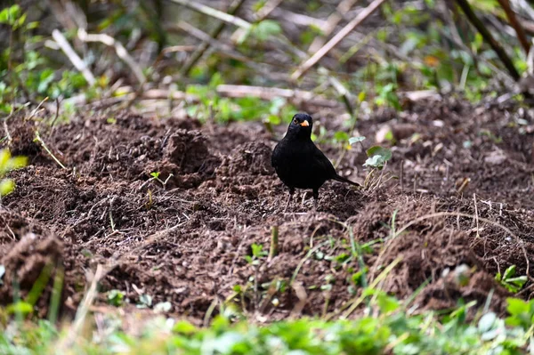 Blackbird Turdus Merula Stands Meadow Wild — Stock Photo, Image