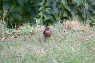 Dişi bir karatavuk (Turdus merula) doğadaki bir çayırda durur.