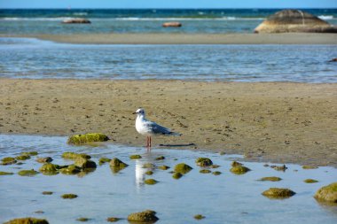 A seagull stands on the sandy beach at low tide on the Baltic Sea coast