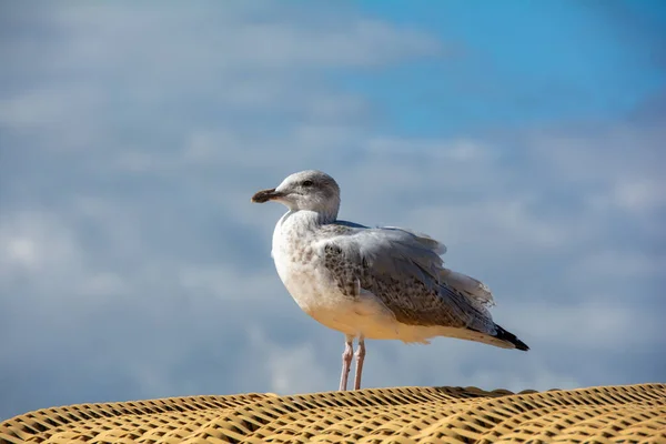 Seagull Stands Beach Chair Baltic Sea Coast — Fotografia de Stock