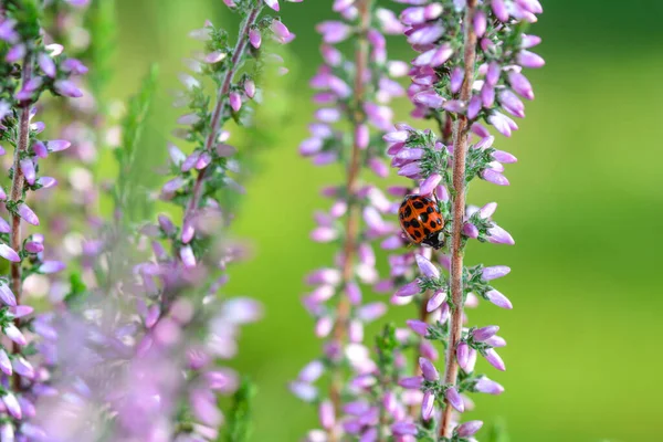 Ladybug Flower Green Nature — Stock Photo, Image