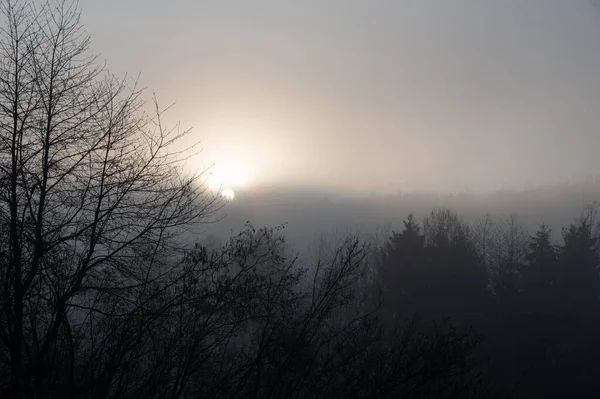 stock image Trees and forest on a frosty foggy morning at sunrise