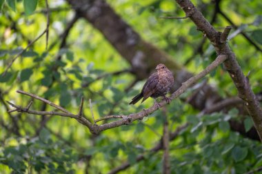 Dişi bir karatavuk (Turdus merula), vahşi doğadaki bir ağacın dalına tünemiş.