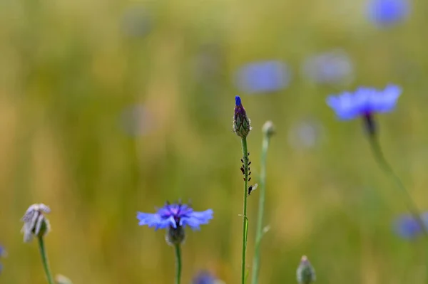 stock image A cornflower  bud in the cornfield, with aphids on the stem