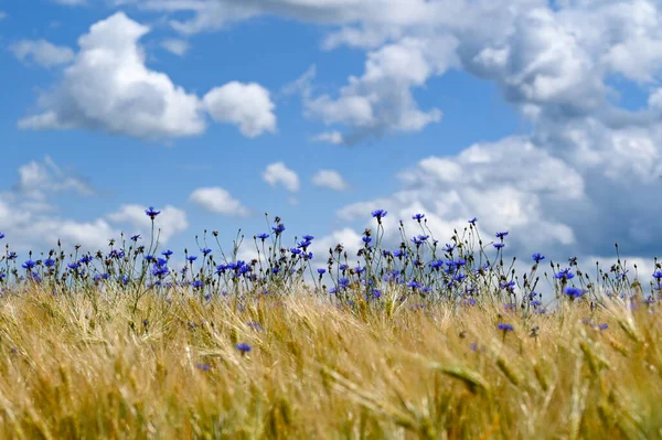 Mısır Tarlasında Bir Sürü Mavi Çiçek Mavi Gökyüzü Beyaz Bulutlar — Stok fotoğraf