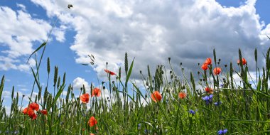 Yeşil mısır gevrekleri, kırmızı gelincikler, mavi çiçek ve mavi gökyüzü
