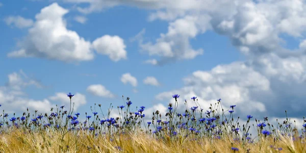 Mısır Tarlasında Bir Sürü Mavi Çiçek Mavi Gökyüzü Beyaz Bulutlar — Stok fotoğraf