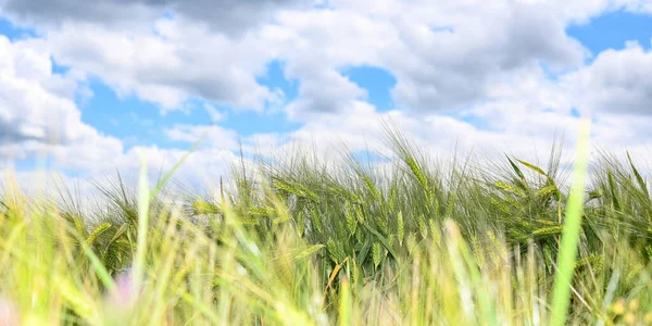 Mavi Gökyüzü Bulutlarla Hasat Öncesi Tahıl Tarlası — Stok fotoğraf