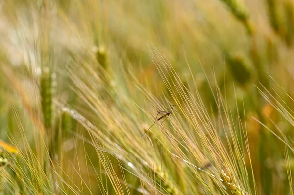 Stor Tranefly Ett Gyllene Sädesfält — Stockfoto