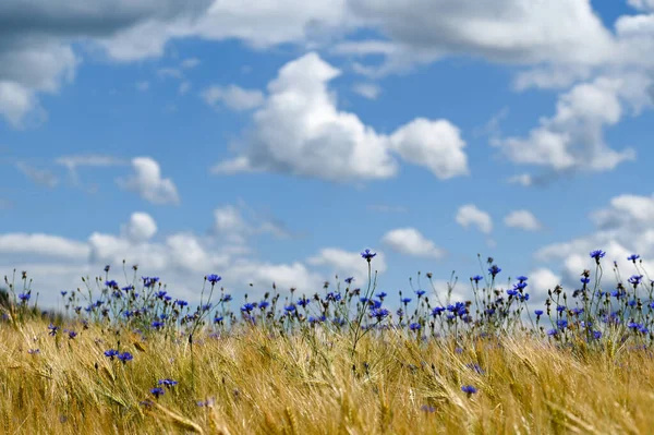 Πολλά Μπλε Λουλούδια Καλαμποκιού Στο Χωράφι Μπλε Ουρανός Και Άσπρα — Φωτογραφία Αρχείου