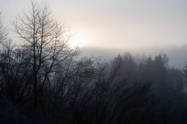 stock image A forest on a frosty foggy morning at sunrise