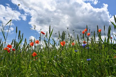 Yeşil mısır gevrekleri, kırmızı gelincikler, mavi çiçek ve mavi gökyüzü