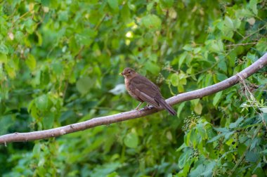 Dişi bir karatavuk (Turdus merula), vahşi doğada bir dala tünemektedir.