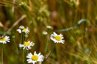 Kırmızı boyunlu bir böcek (Stictoleptura rubra), doğada beyaz sarı bir çiçeğin üzerinde bolca polen taşır.
