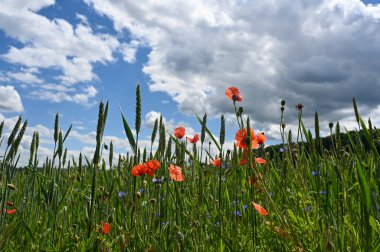 Yeşil mısır gevrekleri, kırmızı gelincikler, mavi çiçek ve mavi gökyüzü