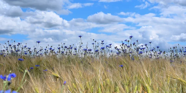 Mnóstwo Niebieskich Kwiatów Kukurydzy Polu Kukurydzy Błękitne Niebo Białe Chmury — Zdjęcie stockowe