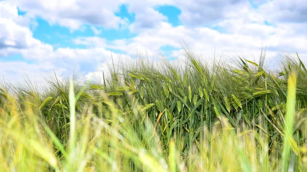 stock image Grain field before harvest with blue sky and clouds