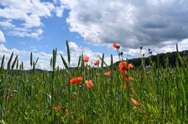 Yeşil mısır gevrekleri, kırmızı gelincikler, mavi çiçek ve mavi gökyüzü