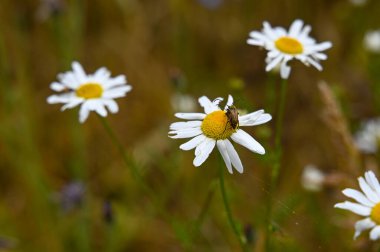 İki kırmızı boyunlu Bucks (Stictoleptura rubra) çiftleşiyorlar, doğada beyaz-sarı bir çiçeğin üzerinde bir sürü polen var.