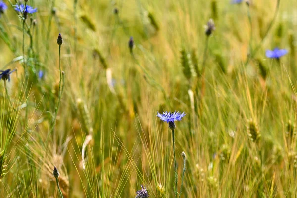 stock image Blue cornflowers ( Centaurea cyanus ) in a cornfield