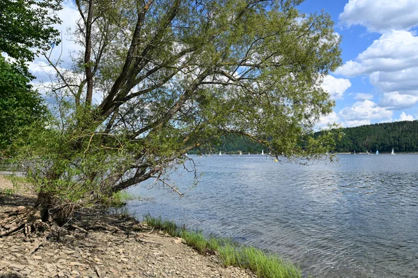 Vista Lago Edersee Com Uma Árvore Céu Azul Nuvens Hesse — Fotografia de Stock