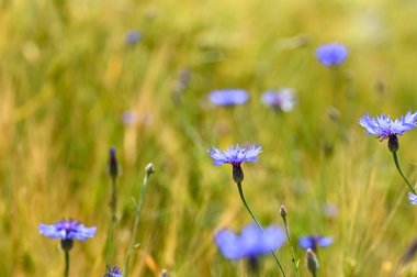 Bir mısır tarlasında mavi çiçek (Centaurea siyanus)