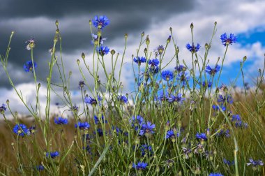 Gökyüzü bulutlu bir mısır tarlasında mavi çiçek (Centaurea siyanus)