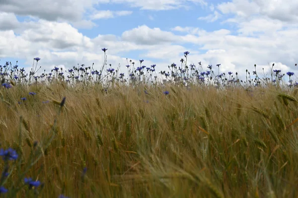 トウモロコシ畑や青空 白い雲にはたくさんの青い花が咲いています — ストック写真