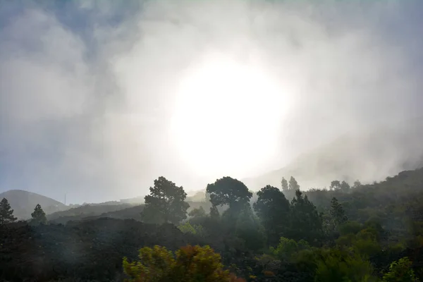 Nascer Sol Uma Manhã Nebulosa Campo Tenerife Com Árvores Verdes — Fotografia de Stock