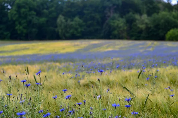 背景には青花の多い穀物畑 Centaurea Cyanus や緑の森 — ストック写真