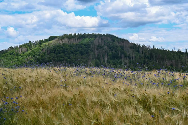 背景には青花の多い穀物畑 Centaurea Cyanus と緑の森と空 — ストック写真