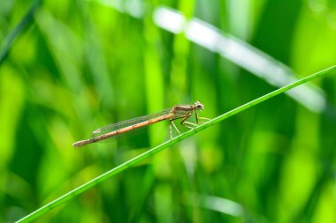 Yaygın yusufçuk (Platycnemis pennipes) dişi, bir ot sapı üzerinde