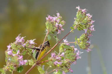 Yaygın çalı cırcırböceği (Pholidoptera griseoaptera) aşağıdan bir bitkinin üzerinde sarı göbek ile