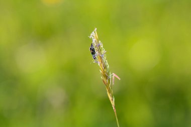 İki noktalı siğil böceği (Malachius bipustulatus) yeşil doğadaki bir bitkinin üzerinde