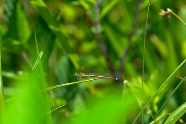普通羽蜻蜓 Platycnemis Pennipes 在草叶上 — 图库照片