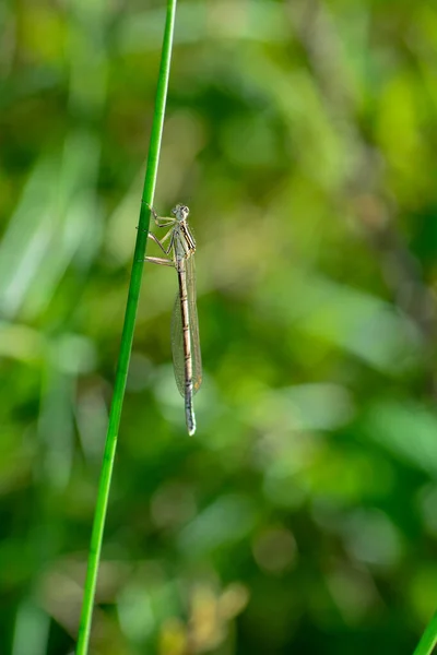 普通羽蜻蜓 Platycnemis Pennipes 在草叶上 — 图库照片