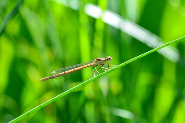 Common Feather Dragonfly Platycnemis Pennipes Female Blade Grass — Stock Photo, Image