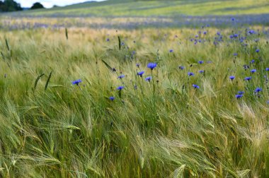 Bir çok mavi çiçekli (Centaurea siyanus) tahıl tarlası )