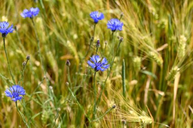 Bir mısır tarlasında mavi çiçek (Centaurea siyanus)