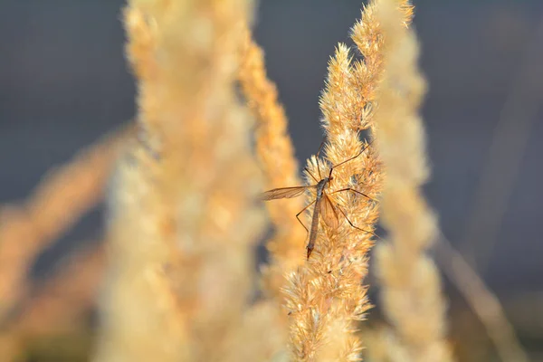 Große Kranichfliege Tipulidae Sonnenlicht Auf Einer Pflanze — Stockfoto