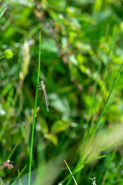 Weibchen Der Großen Federlibelle Platycnemis Pennipes Auf Einem Grashalm — Stockfoto