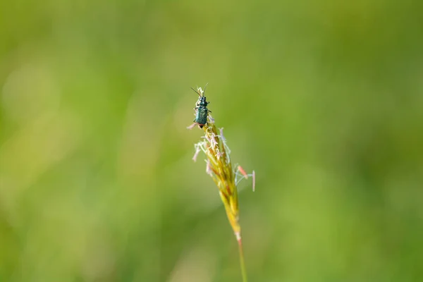 Kahden Paikan Syylä Kovakuoriainen Malachius Bipustulatus Kasvi Vihreässä Luonnossa — kuvapankkivalokuva