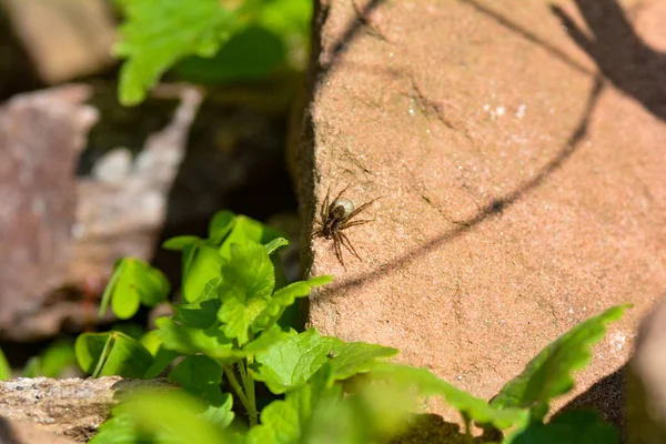 Samice Vlčího Pavouka Lycosidae Svými Vejci Zámotku Skále Slunečním Světle — Stock fotografie